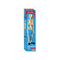 Australian Geographic - Mini-Skeleton 46cm