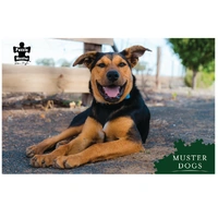 Puzzle Master Muster Dogs Kelpie 1000pc Jigsaw Puzzle