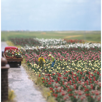 Busch HO Roses 120pkt BU-01205