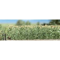 Busch HO Corn Field Kit BU-1202
