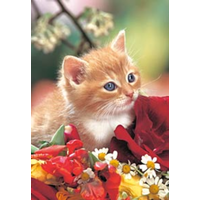 Castorland 60Pce Kitten With Flowers C06205