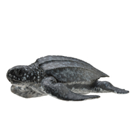 Collecta Leatherback Sea Turtle (M)