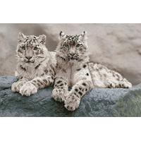 Diamond Dotz Snow Leopards, 50 x 75cm