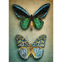 Diamond Dotz Antique Butterflies, 51.50 x 37.00cm