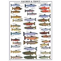 Eurographics 1000pc Salmon & Trout