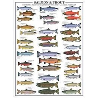 Eurographics 1000pc Salmon & Trout