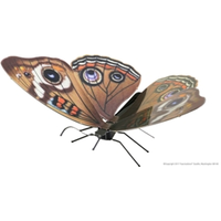 Metal Earth Butterfly Buckeye