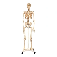 Edu-Toys - Human Skeleton With Stand - 160 cm