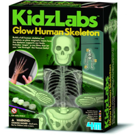 K.L. Glow Human Skeleton