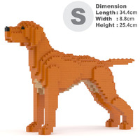 Jekca Hungarian Vizsla 01