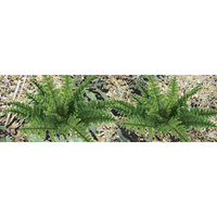 JTT HO Ferns 5/8"