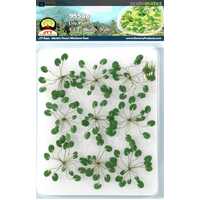 JTT O Lily Pads 1-1/2