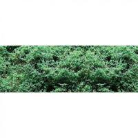 JTT Turf Cluster Late Fall Fine