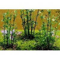 JTT Bamboo (12pk)