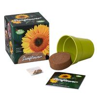 Mrs Green Giant Sunflower - Grow Your Own