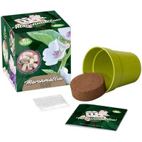 Mrs Green Marshmallow Plant