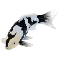 Mojo - Koi Carp Shiro Utsuri Koi