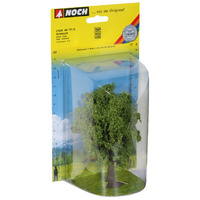 Noch Beech Tree