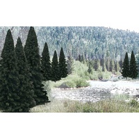 Woodland Scenics Evergreen Blend - 13/pkg TR1586